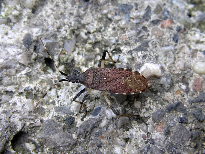 Dicranocephalus agilis